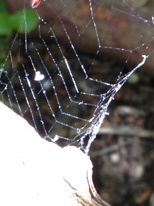 Love in a tangled web